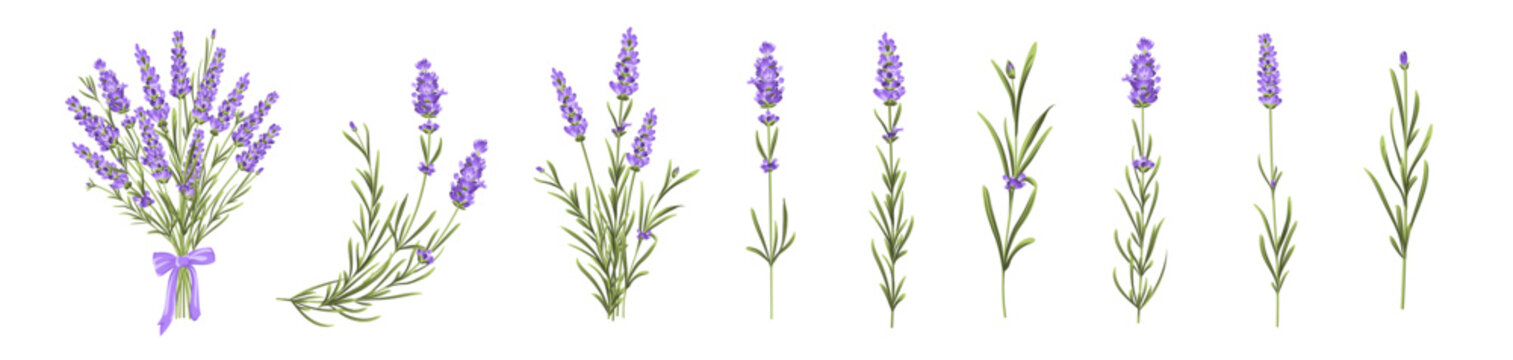 Set of lavender flowers elements. Collection of lavender flowers on a