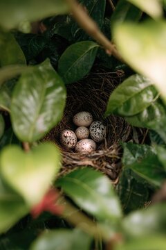 A close-up of a birda??s nest with small eggs, hidden in a thicket of green leaves