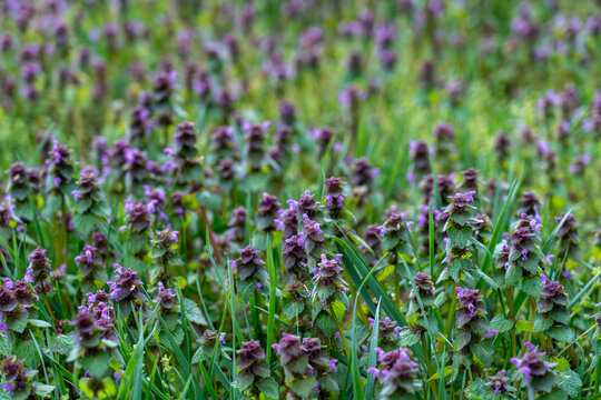 Field of purple dead-nettle flowers blooming in a spring meadow.