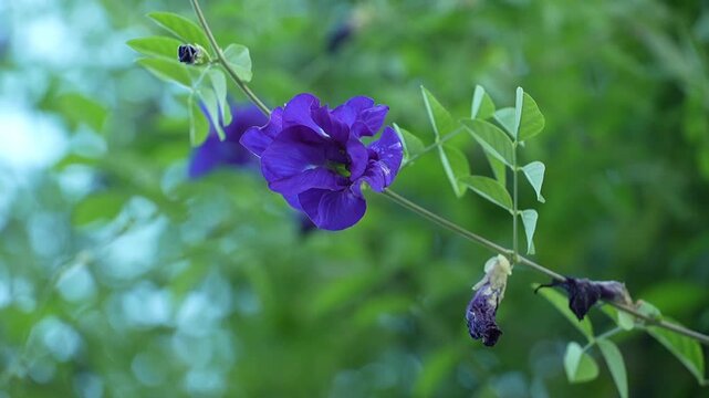 A vibrant purple butterfly pea flower blooms gracefully amidst lush green foliage.