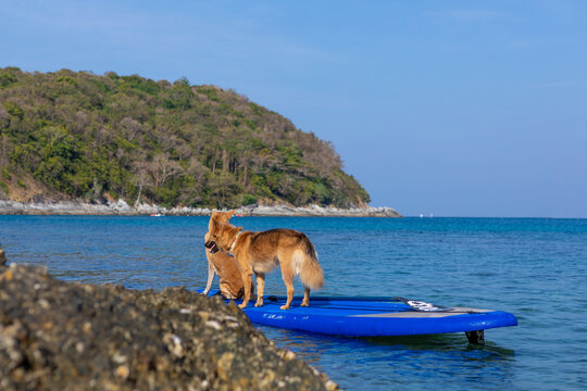 Two brown dogs on a paddleboard in the water. Holidays in Thailand. Summer vacation with pet, aquatic active recreation, water sport fun. Traveling, tourism, holiday, beach vacation.