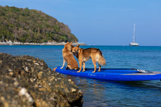 Two brown dogs on a paddleboard in the water. Holidays in Thailand. Summer vacation with pet, aquatic active recreation, water sport fun. Traveling, tourism, holiday, beach vacation.