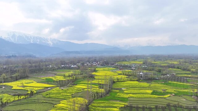 Epic high-altitude forward drone flight soaring over the vast, blooming mustard fields of the Kashmir Valley.