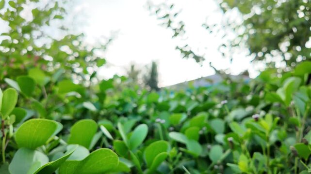 Lush green ground cover plants create a soft, natural carpet under diffuse light.