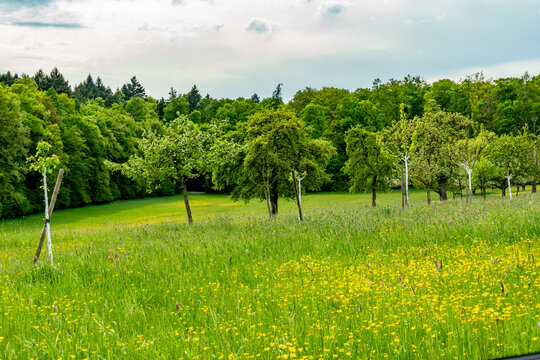 Wei&szlig; gekalkte Obstb&auml;ume auf einer Streuobstwiese im Fr&uuml;hjahr