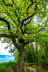 Fototapeta premium Baum im Frühjahr