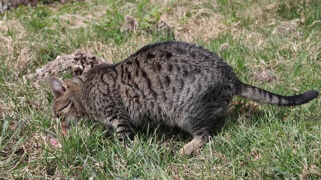 Cat is meat.