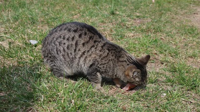 Cat is meat.
