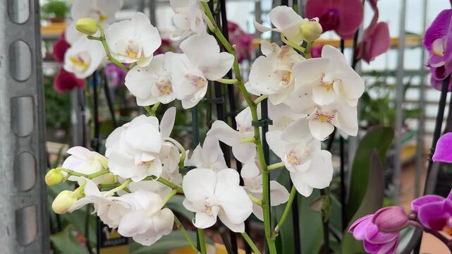 White Phalaenopsis Orchids in greenhouse close-up cascade of blooms and unopened buds on slender stems, lush green leaves, diffused