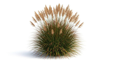 Obraz premium green and brown grass bush on white background