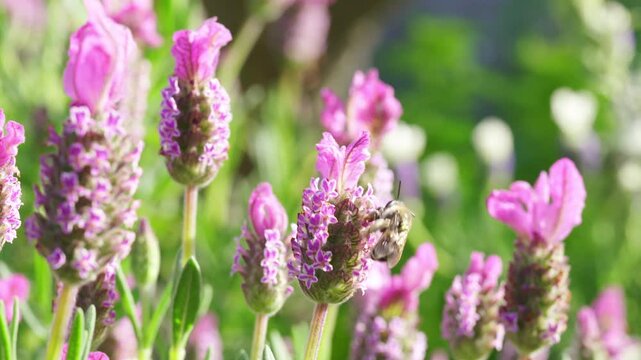 Close-up of a bee gathering nectar from blooming French lavender flowers in a sunny garden