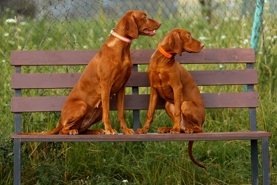 Two Hungarian Vizslas sit on a wooden park bench against a backdrop of green grass. The purebred dogs, wearing bright orange collars, face the same direction on a summer evening. 