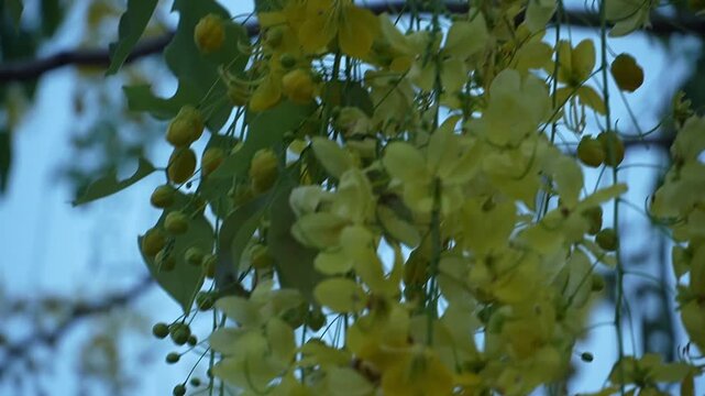 Blooming yellow cassia fistula flowers cascading gently in a soft natural light, a vibrant display of spring nature's beauty and growth.