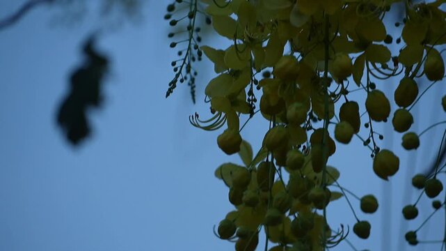 Delicate yellow Cassia fistula flowers cascading against a soft blue sky, capturing nature's subtle beauty in close-up detail