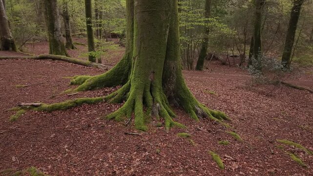 Moss Covered Tree in Dark Deserted Woods