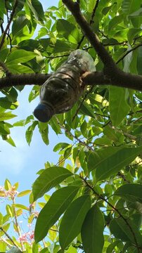 Air layering technique on a plant branch using a recycled plastic bottle, demonstrating an eco-friendly propagation method to grow new roots and produce healthy plants