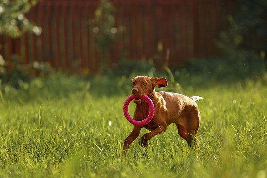 A red Hungarian Vizsla runs through green grass with a pink ring toy in its mouth under the rays of the setting sun. The energetic puppy is captured in action during a nature walk on a summer evening 