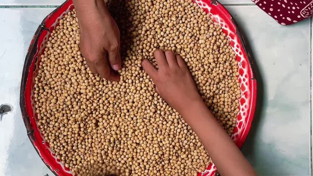 Hands Sorting and Selecting Raw Soybeans on Traditional Red Tray