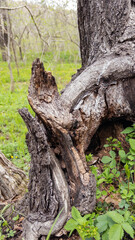 Fototapeta premium Weathered hollow tree stump with rough bark and green foliage in woodland