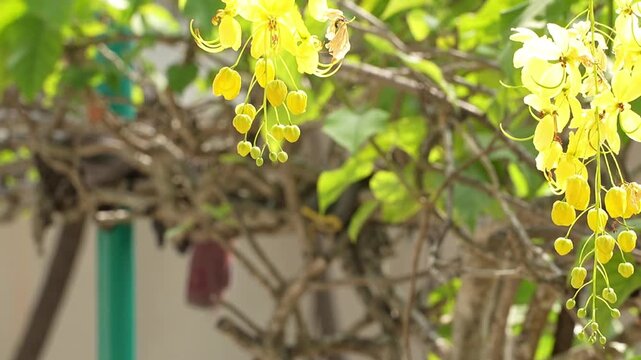 Vibrant yellow Cassia fistula flowers blooming on branches, showcasing their delicate petals and lush green foliage in a natural outdoor setting.