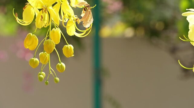 Vibrant yellow Cassia fistula flowers blooming in sunlight, showcasing delicate petals and green buds, with a soft focus background for nature scenes