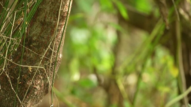 Close-up view of a textured tree trunk with thin vines and a softly blurred green forest background in natural light