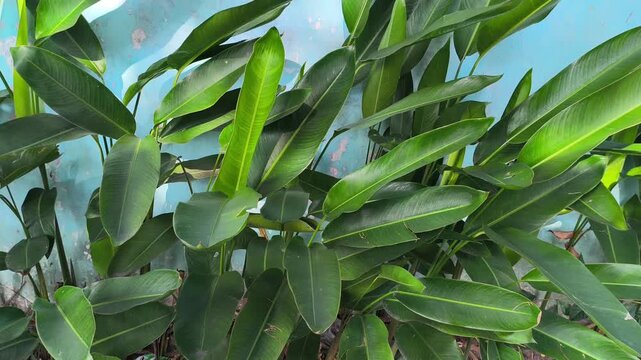 Philodendron martianum, known as Fat Boy Philodendron, features glossy green leaves and thick swollen petioles, making it a striking tropical ornamental plant for indoor and outdoor gardens.