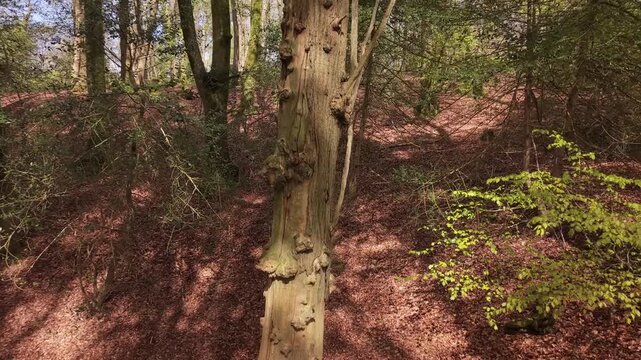 Aerial Shot Flying Up Past Tree to Show Forest and Sky