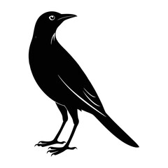 Naklejka premium Common Grackle