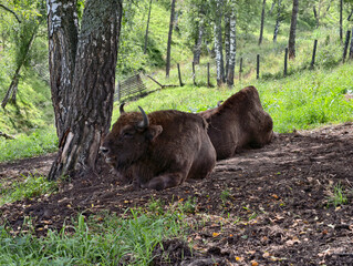 European bisons or Bison bonasus lies in a forest clearing under a pine tree in Altai forest. © Serg Zastavkin