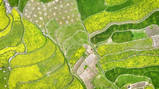 Top-down abstract view of vibrant spring harvest in mustard Farms kashmir