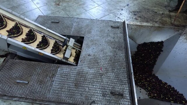 Fresh olives move from hopper to conveyor with paddles, showing early processing stage with mixed ripeness, debris traces, and efficient industrial workflow for high-quality olive oil production.
