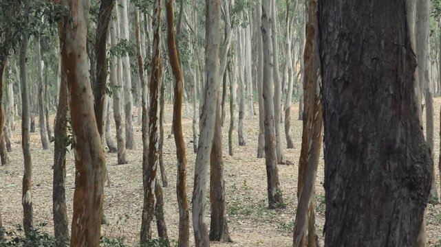Eucalyptus forest with tall tree trunks in natural woodland landscape