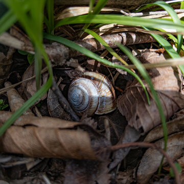 Empty snail shell hiding among dry foliage and green grass