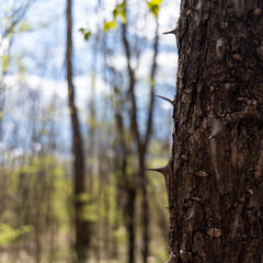 Obraz premium Close view of sharp thorns on tree trunk in spring woodland