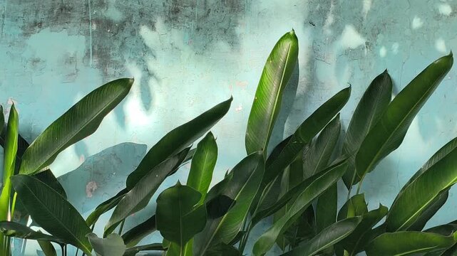 Philodendron martianum, known as Fat Boy Philodendron, features glossy green leaves and thick swollen petioles, making it a striking tropical ornamental plant for indoor and outdoor gardens.