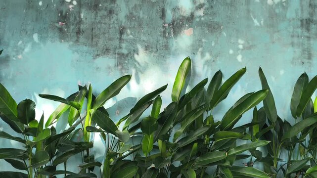Philodendron martianum, known as Fat Boy Philodendron, features glossy green leaves and thick swollen petioles, making it a striking tropical ornamental plant for indoor and outdoor gardens.