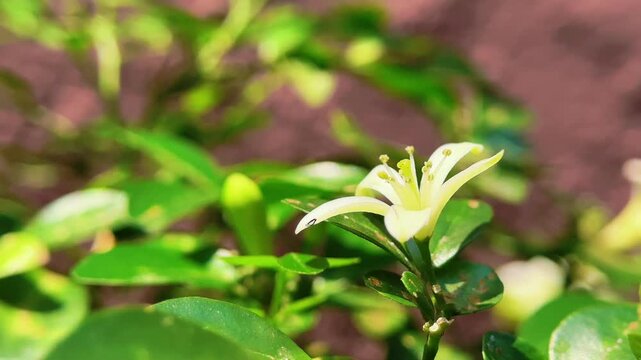 Macro Video of Small White Flower Swaying Gently in the Wind