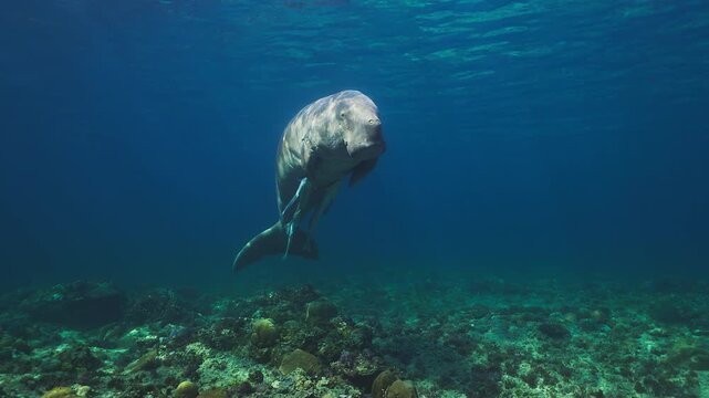 A dugong glides gently above a vibrant coral reef, illuminated by sunlight filtering through the clear ocean. Perfect for marine life documentaries or educational content.