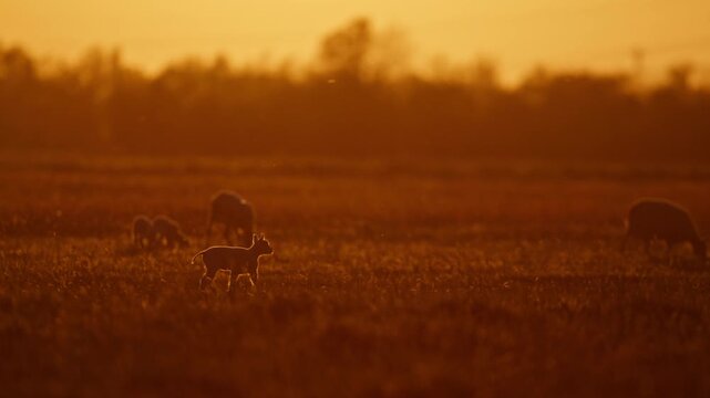 Young lambs and sheep grazing in a field at sunset with golden backlight