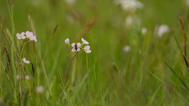 Bee visits cuckoo flowers in a lush green meadow in spring