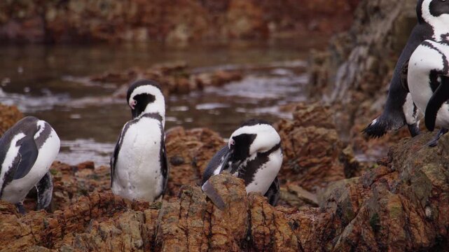 African (Jackass) penguins on rocks groom and preen their feathers after swim