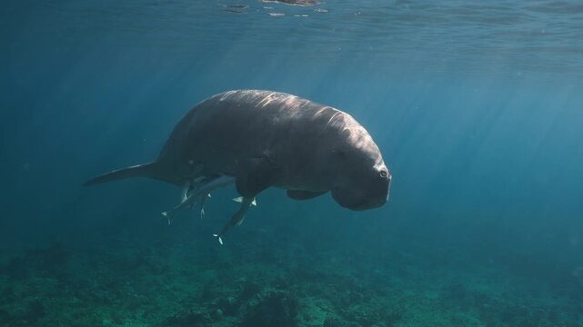 A dugong moves gently through the ocean, accompanied by small fish. Sunlight filters through the water, creating a serene underwater scene. Perfect for nature documentaries.