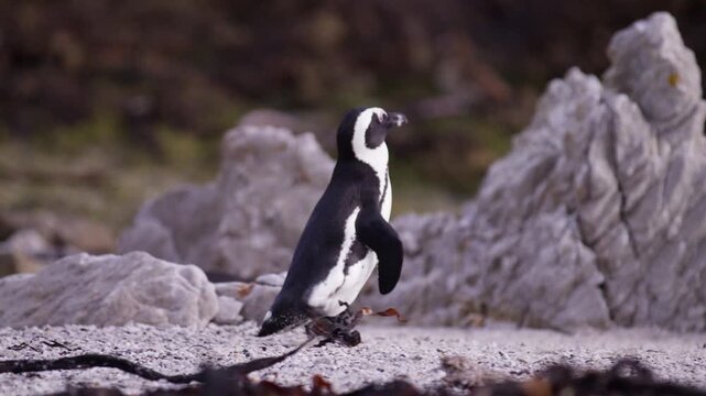 Cape Penguin (Spheniscus demersus) walk over pebble beach on South African coast