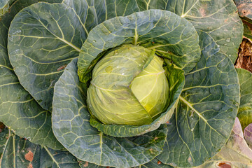 Obraz premium Cabbage growing in a garden with large green leaves surrounding the head during daytime