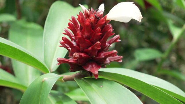 A vibrant red ginger flower stands out against lush green leaves in the Amazon Basin. Ideal for nature documentaries or educational content.