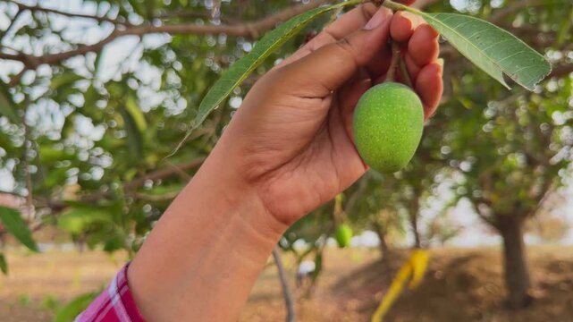 Close view of hand holding a single unripe green mango on tree branch, soft sunlight filtering through leaves, natural tropical outdoor scene with fresh harvest feel