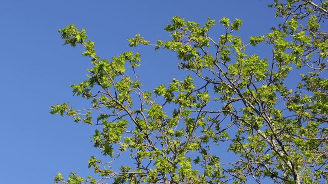 Freshly opened Oak leaves, Quercus robur, against a clear blue sky in Spring. UK
