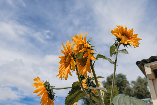 Bright yellow sunflowers reach towards the sky on a cloudy summer day