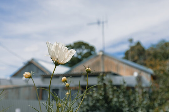 Delicate white cosmos flower blooms against a backdrop of rustic suburban rooftops